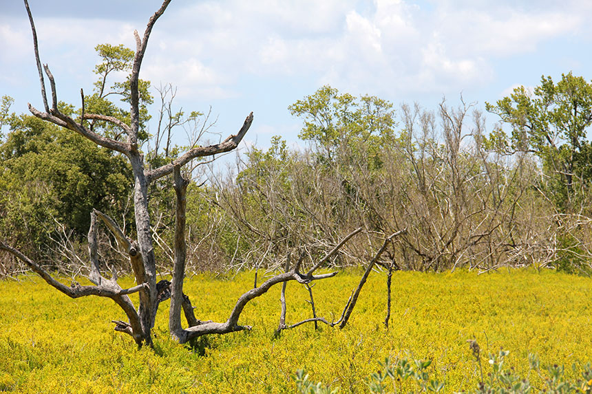Am Rande der Everglades