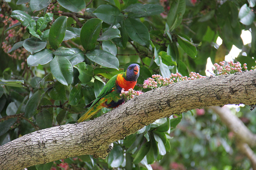 Ziemlich viele Mini-Papageien im Royal Botanic Garden