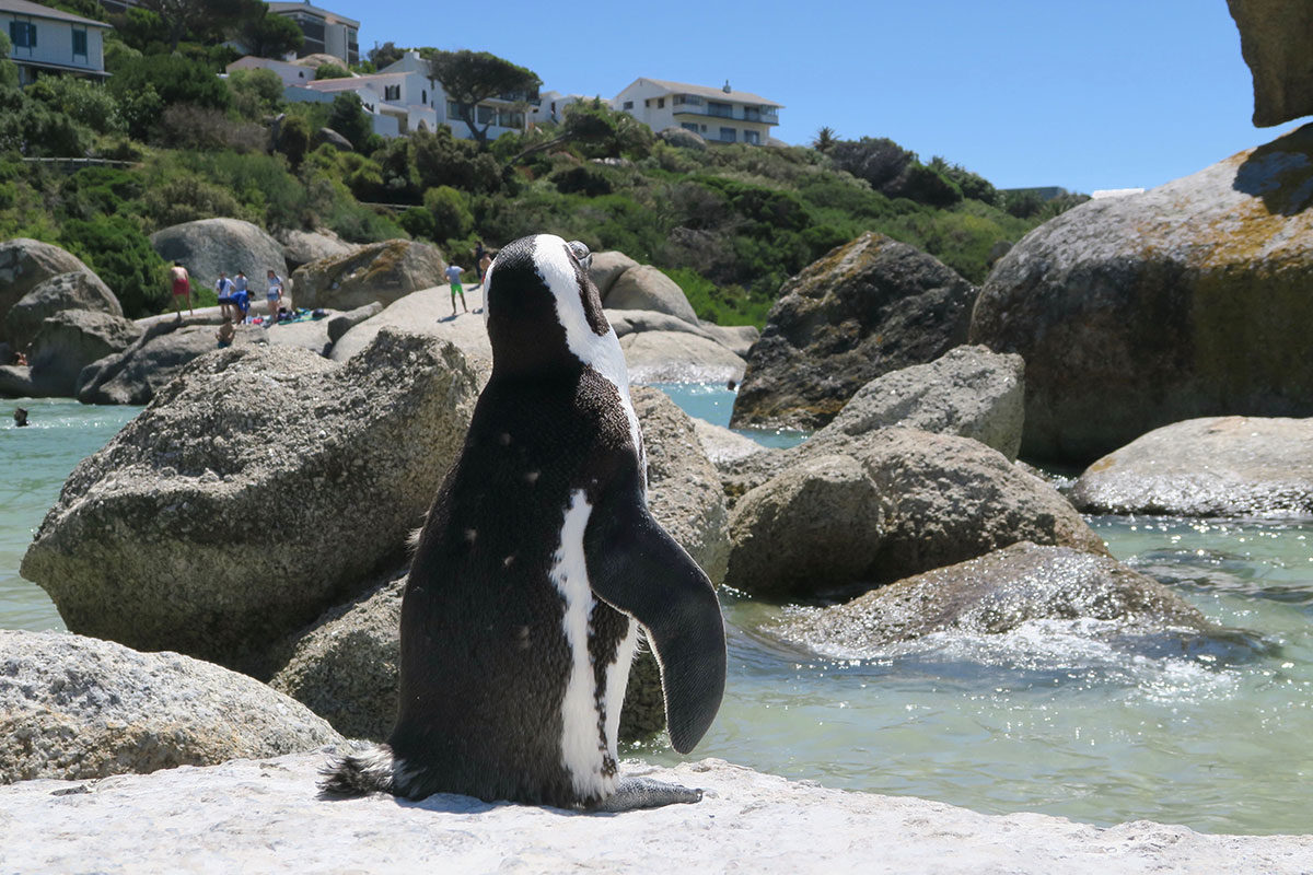Die Pinguine vom Boulders Beach