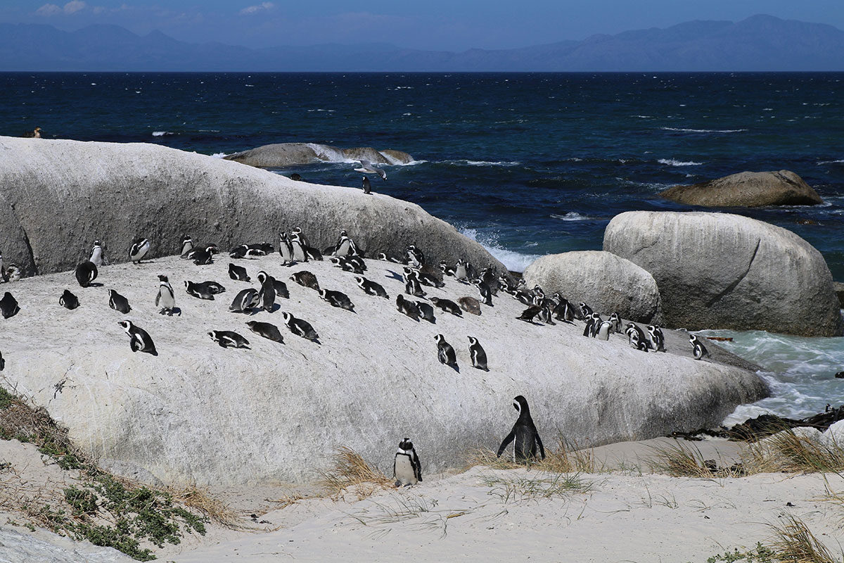 Die Pinguine vom Boulders Beach