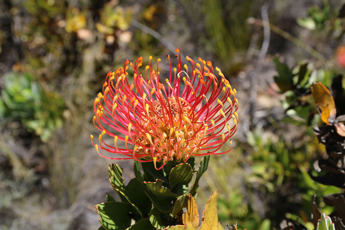 Typisch Südafrika: Protea