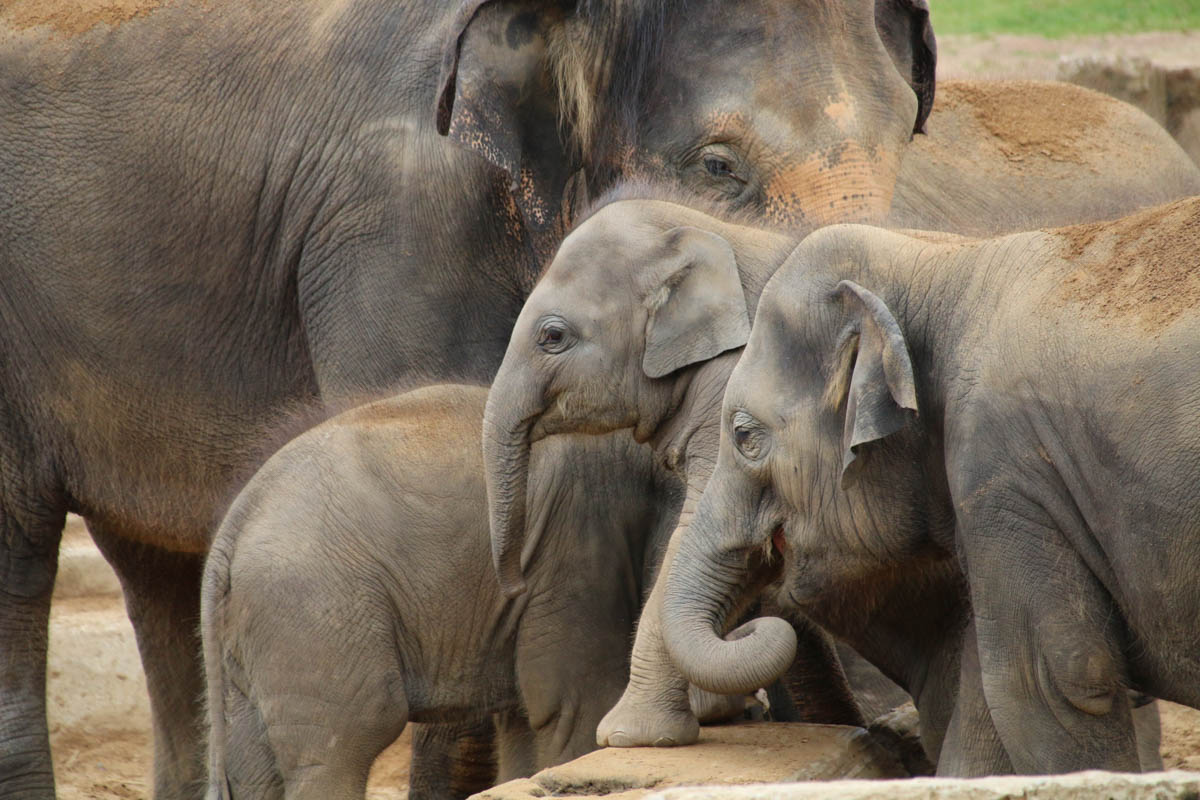 Indische Elefanten Großfamilie