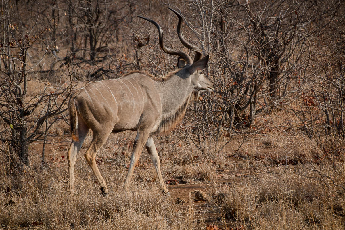 Ein Kudu im Krüger Nationalpark