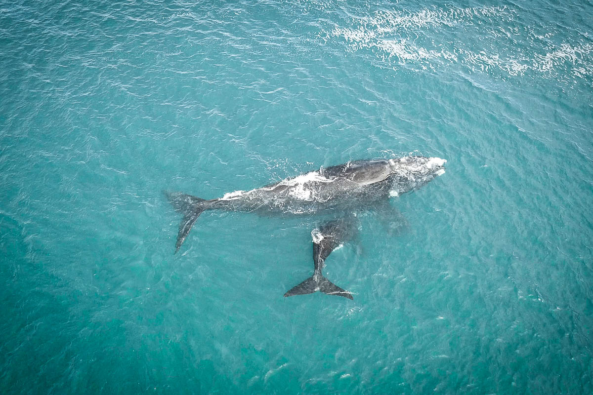 Wale in Hermanus mit der Drohne