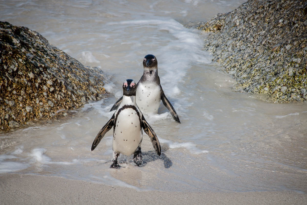 Pinguine vom Boulders Beach
