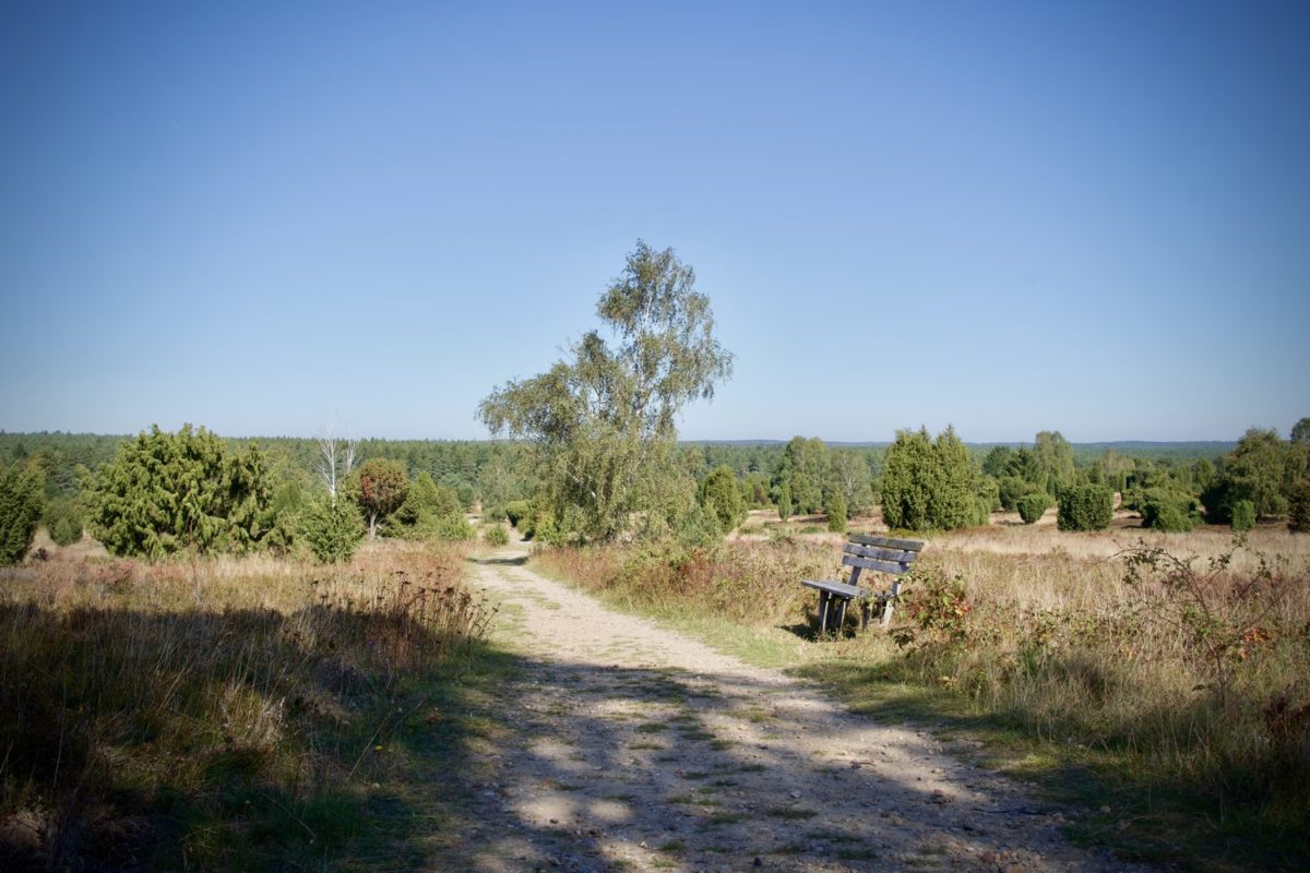 Lüneburger Heide bei Undeloh