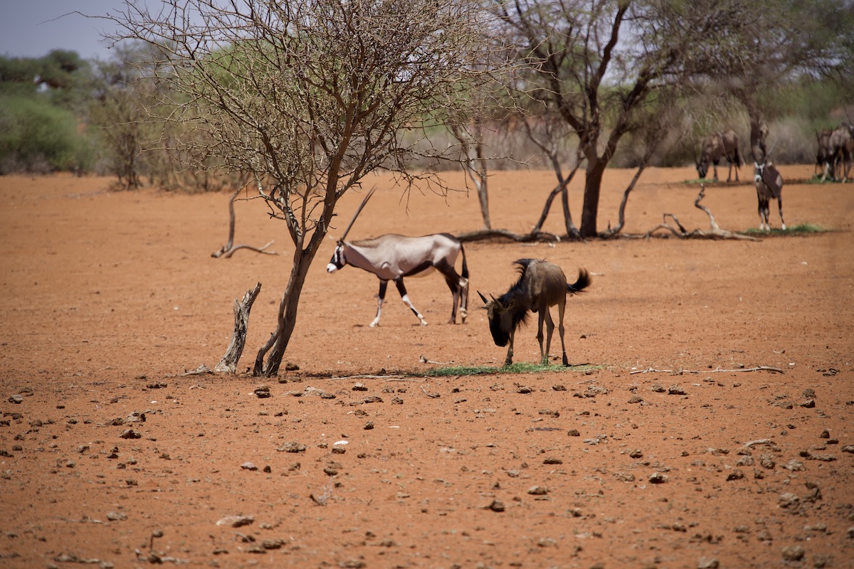 Namibia Oryx und Gnu