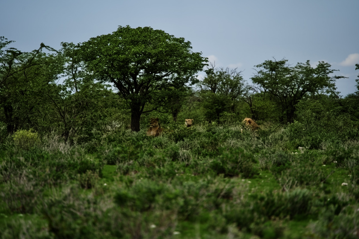 Die Löwenfamilie lauert auf eine Gruppe herannahende Zebras