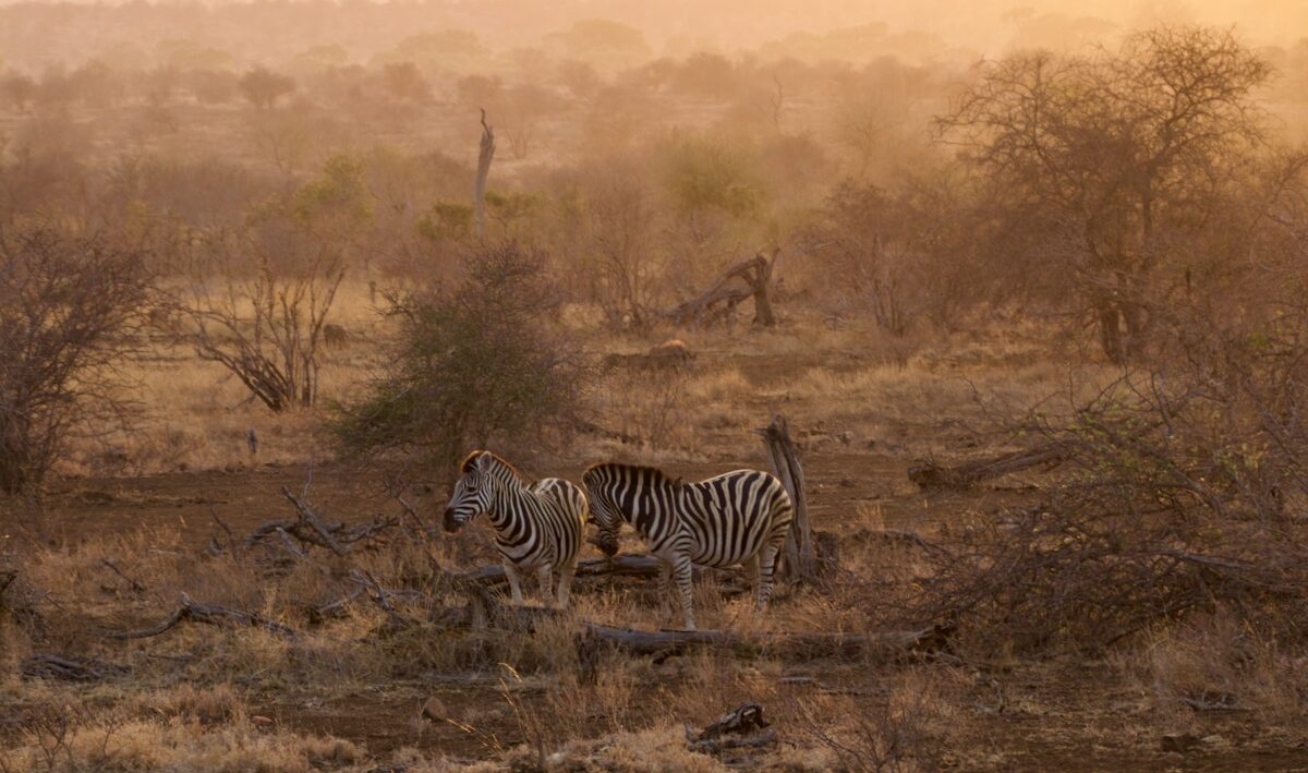 Zebras in der Morgendämmerung im Krüger Nationalpark