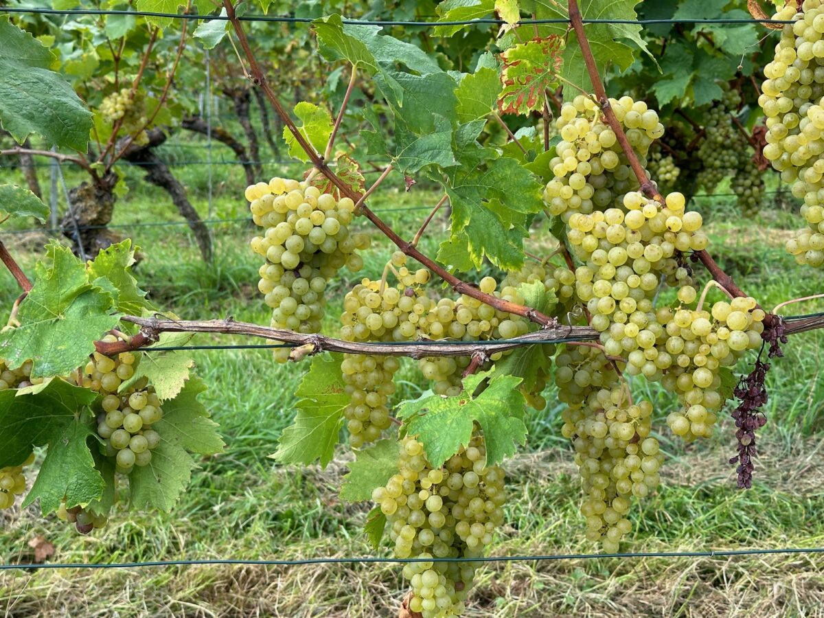 Weinreben zwischen Meersburg und Hagenau