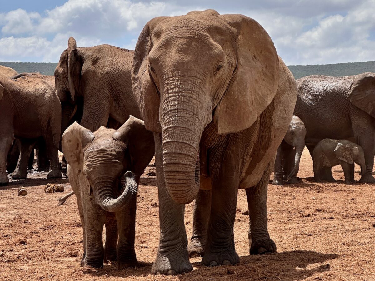 Elefant mit seinem Baby im Addo Elephant Park