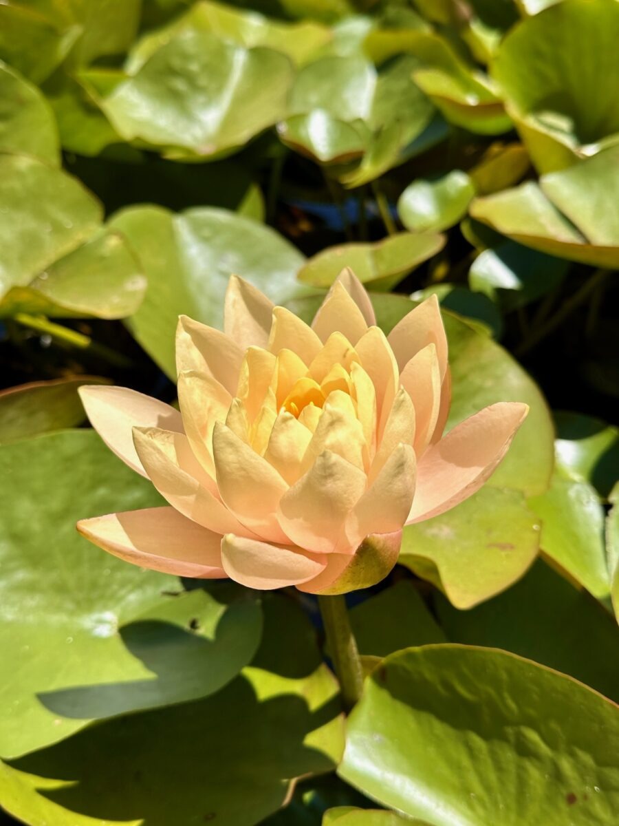 Im Botanischen Garten Stellenbosch