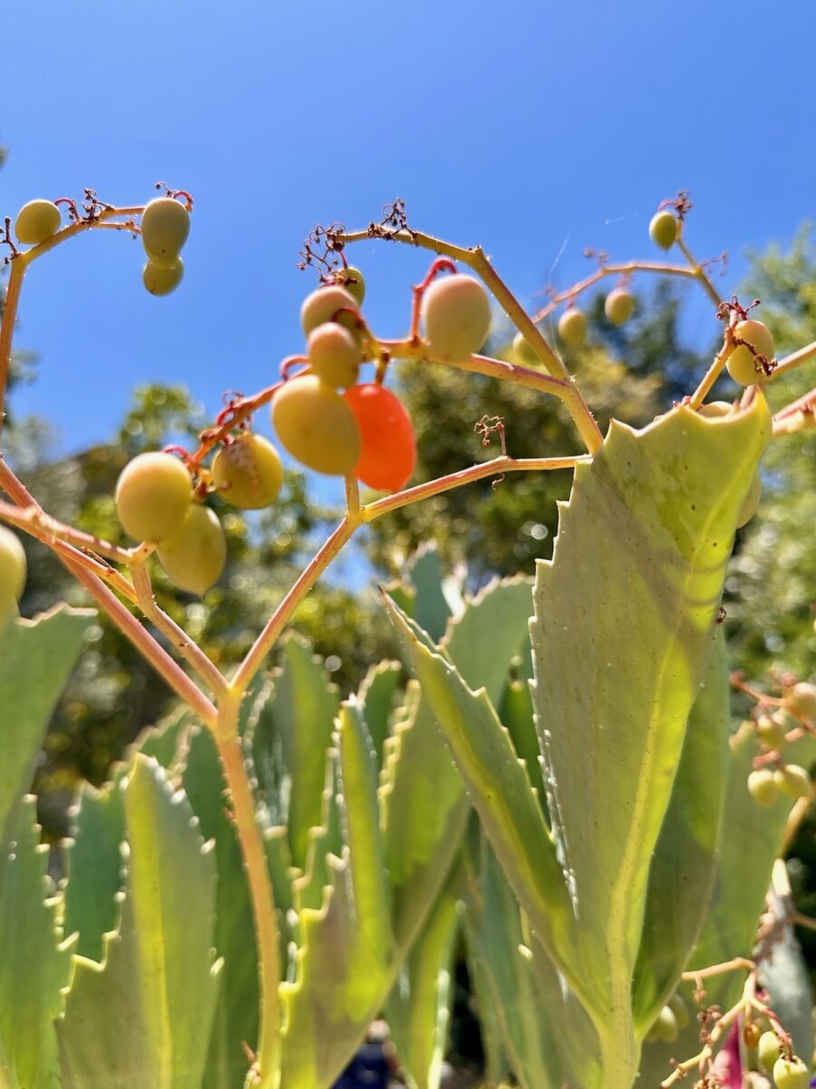 Im Botanischen Garten Stellenbosch