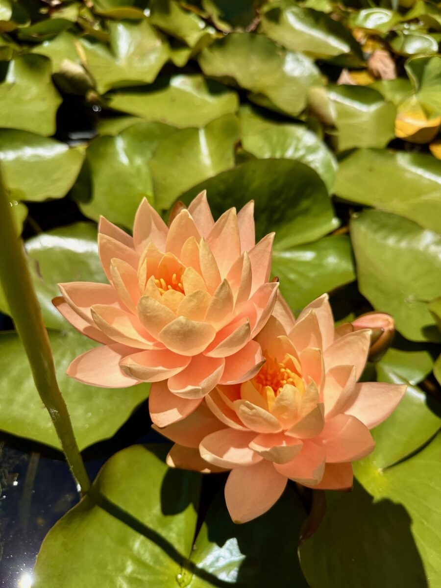 Im Botanischen Garten Stellenbosch