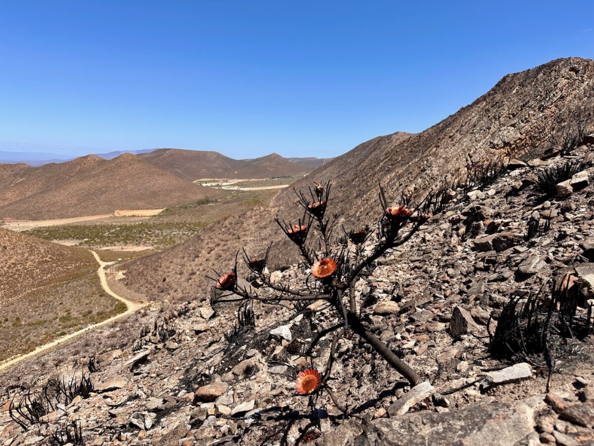 Verbrannte Erde in Ladismith