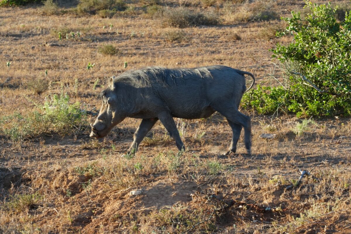 Pumba!