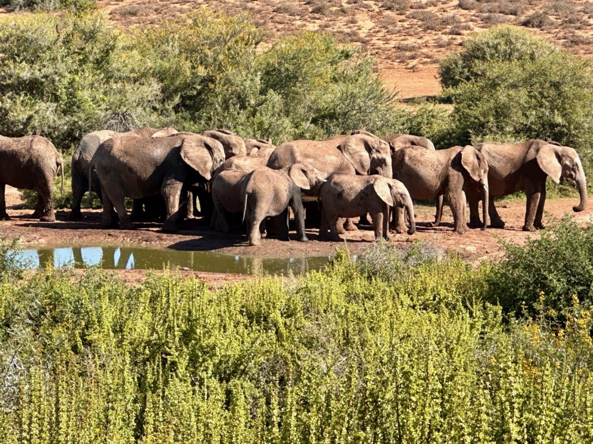 Elefanten im Addo Elephant National Park