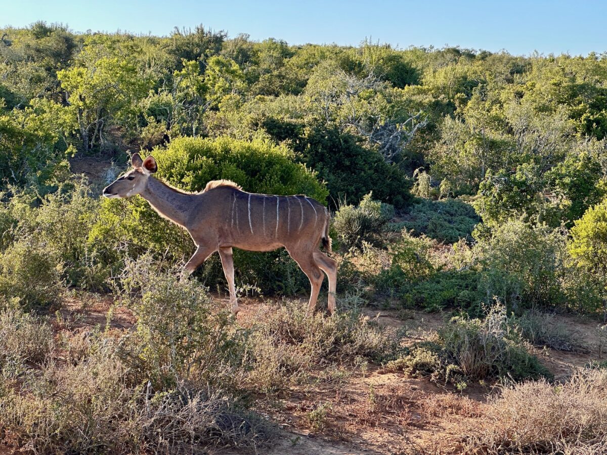 Ein Kudu Weibchen.