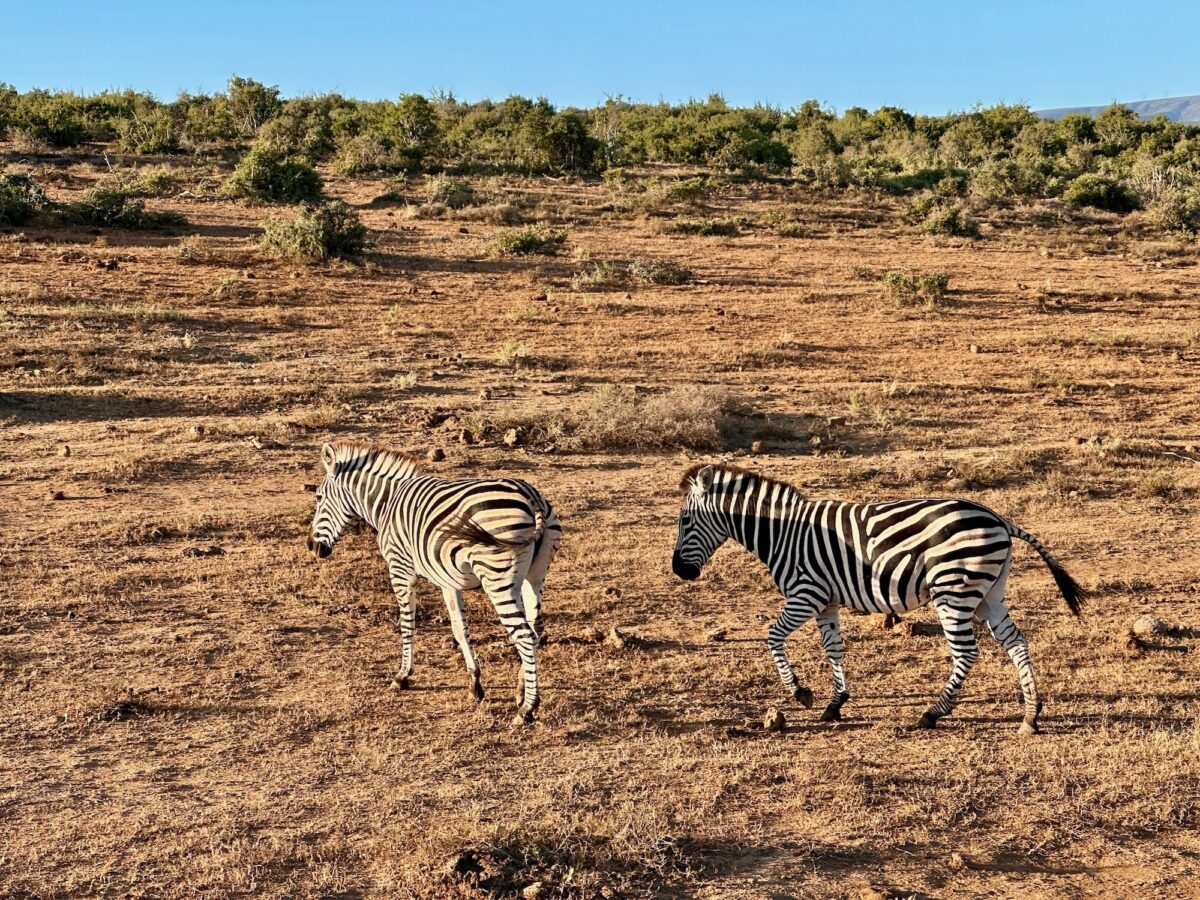 Zebras hats auch.