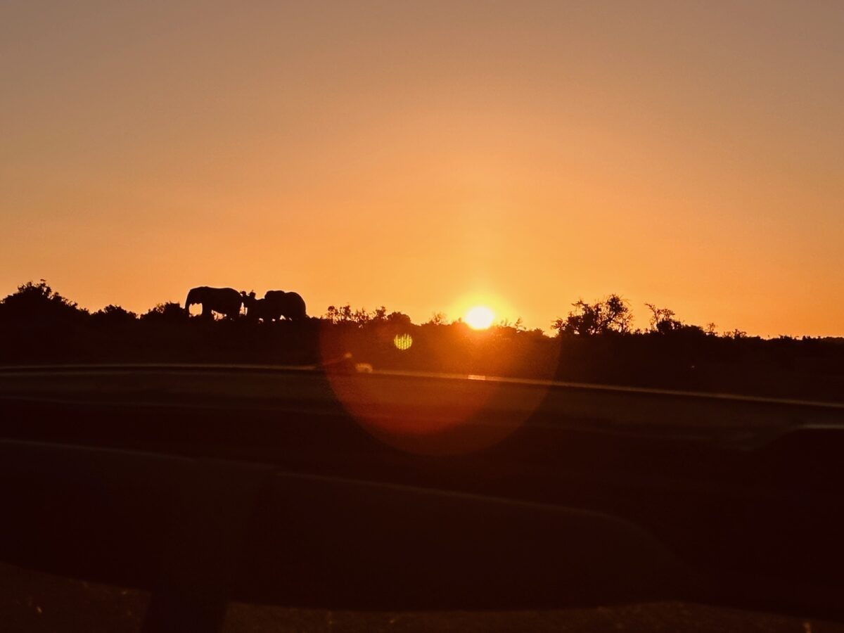 Sonnenuntergang mit Elefanten in Addo Elephant National Park
