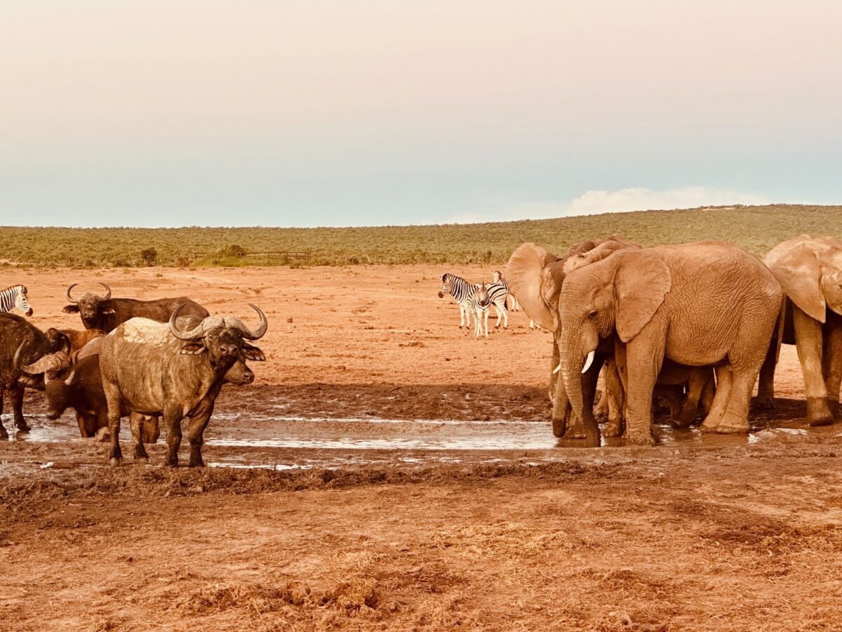 Büffel, Zebras und Elefanten im Addo Elephant National Park