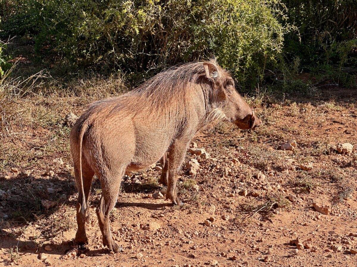 Hallo Pumba